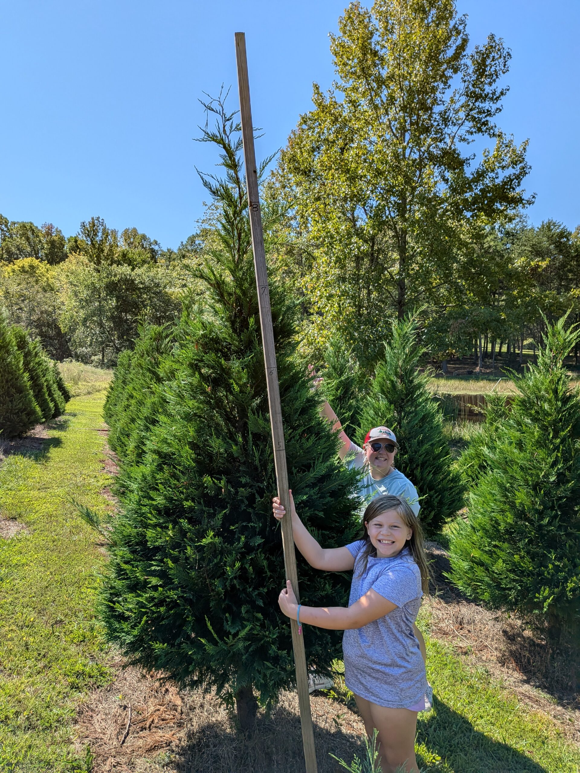 cut your own christmas tree